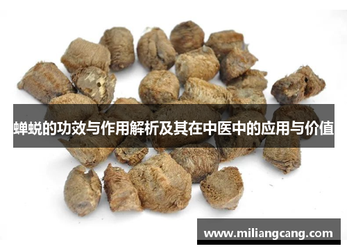 蝉蜕的功效与作用解析及其在中医中的应用与价值