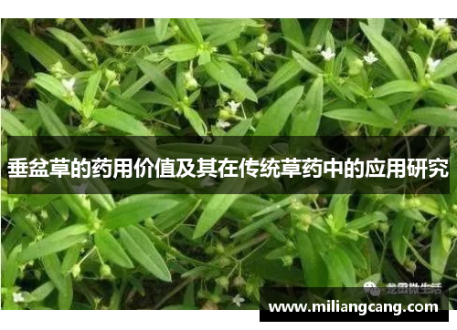 垂盆草的药用价值及其在传统草药中的应用研究
