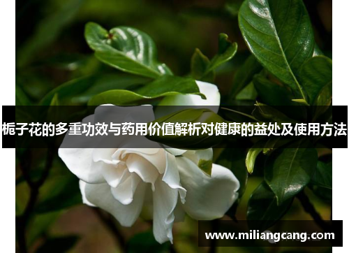 栀子花的多重功效与药用价值解析对健康的益处及使用方法 栀子花的多重功效与药用价值解析对健康的益处及使用方法